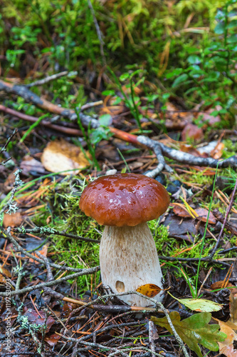 Boletus Mushroom in the woods