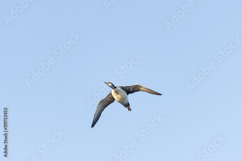 Common Loon overflight