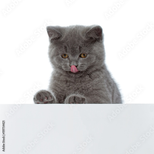 Pretty British Shorthair Blue Kitten isolated on white