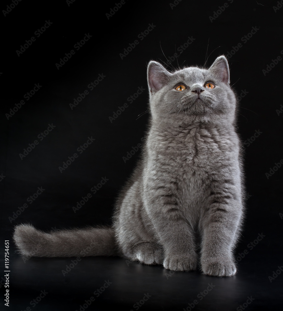 Pretty British Shorthair Blue Kitten on black background.