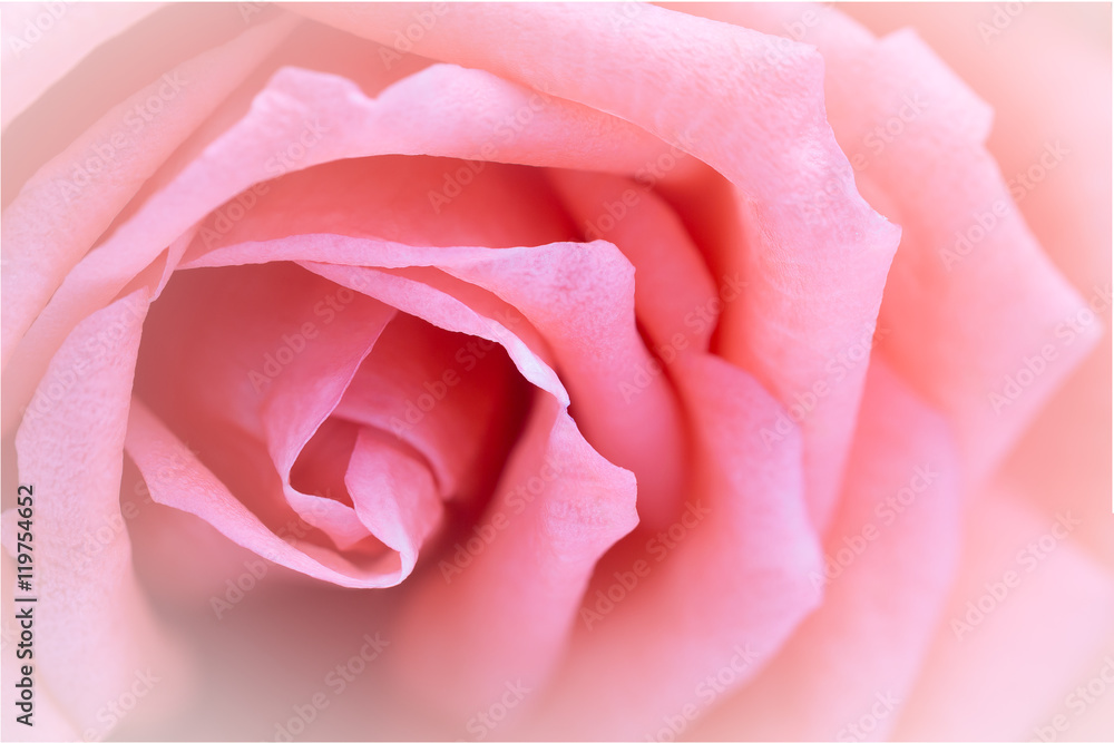 Pink rose close-up can use as wedding background. Pink rose close-up can use as wedding background.