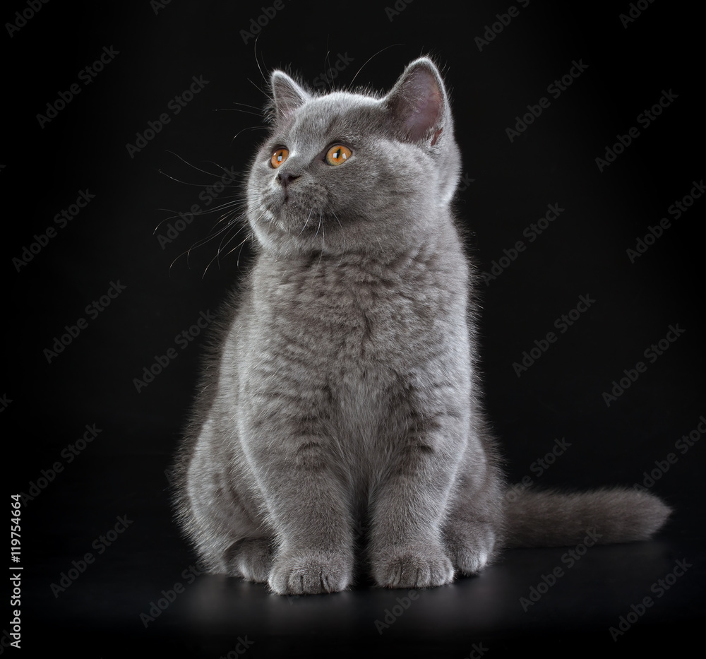 Pretty British Shorthair Blue Kitten on black background.
