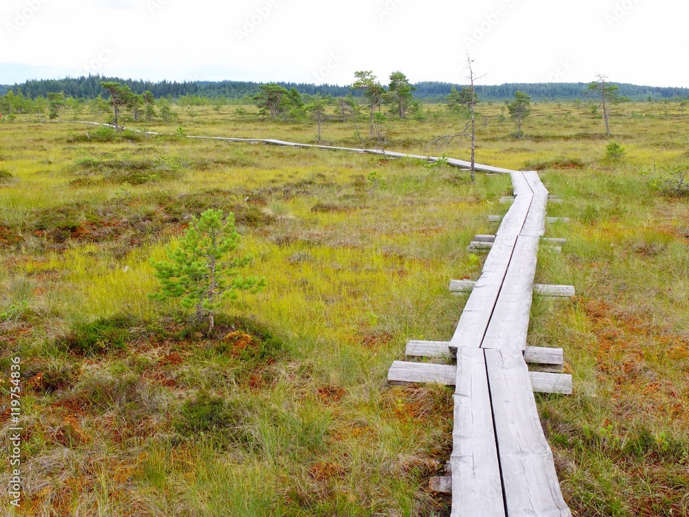 Obraz premium Duckboards at Torronsuo National Park, Finland