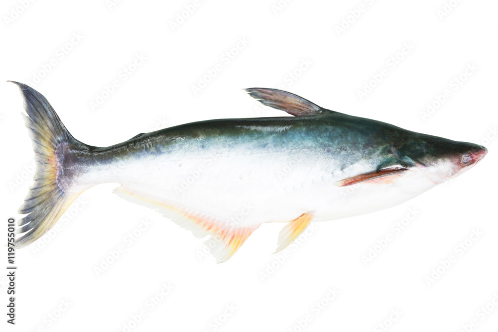 Fototapeta premium Mekong giant catfish