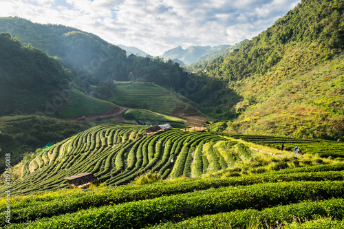 Tea plantation beautiful natural at chaing mai, thailand © Mumemories