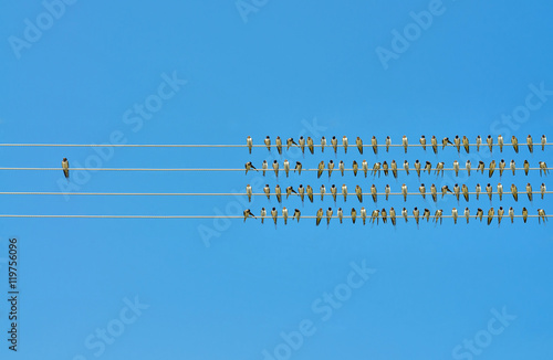 Individuality concept, birds on a wire 