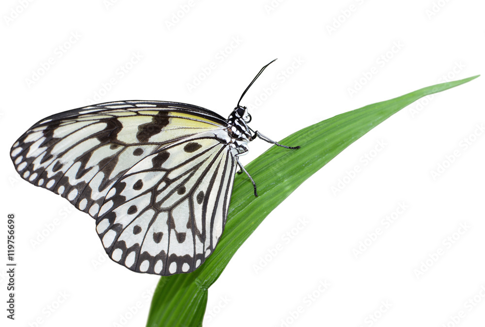 Fototapeta premium Idea leuconoe butterfly isolated on white background, also known as large tree nymph or paper kite