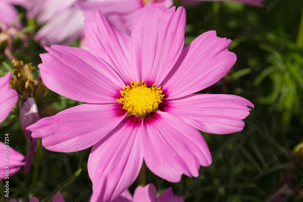 pink cosmos flower pink cosmos flower