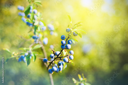 Sloe berries  growing on a bush