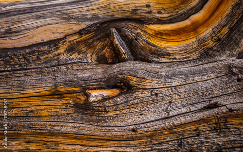 Bristlecone Pine Background