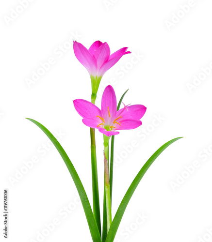 Blossom of pink Zephyranthes Lily, Rain Lily, Fairy Lily, Little
