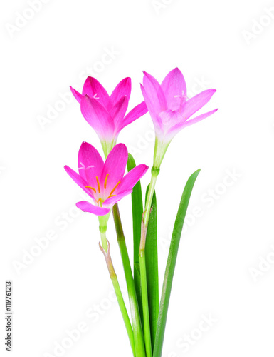 Blossom of pink Zephyranthes Lily, Rain Lily, Fairy Lily, Little