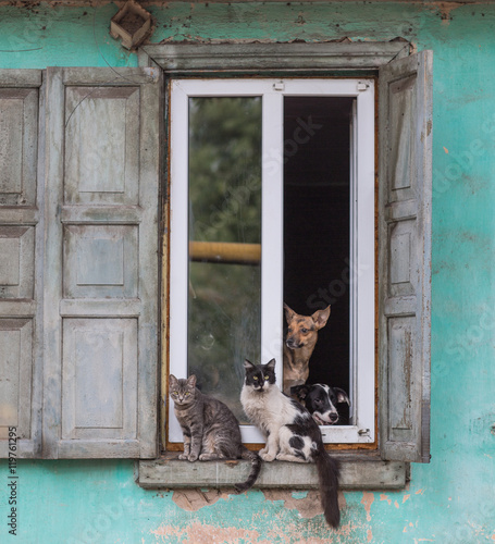 two cats and a dog in the window
