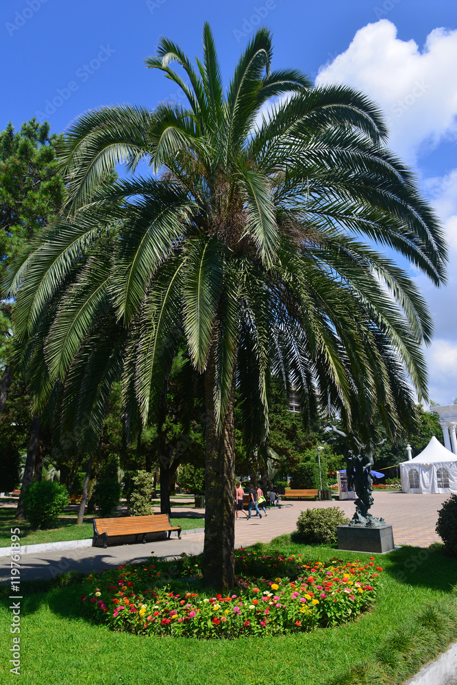 Fototapeta premium Pygmy date palm