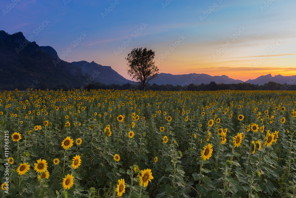 Obraz premium Sunflower files with beautiful sunset sky background, natural landscape backgrond