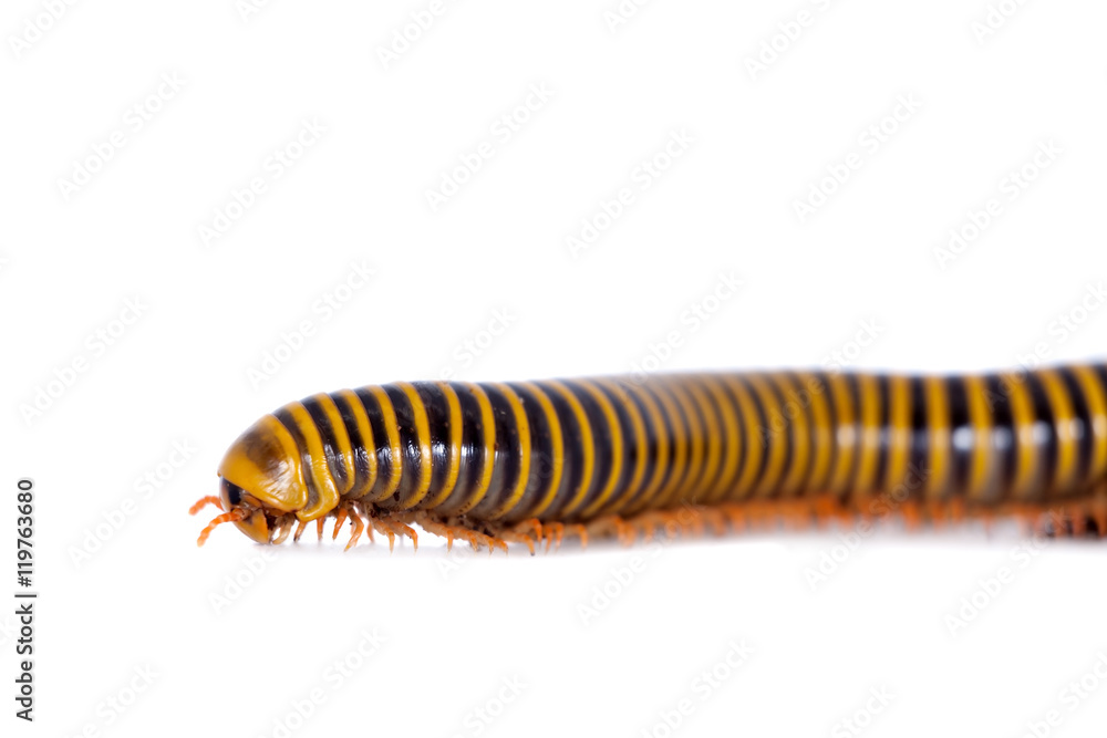 Millipede on white Millipede on white