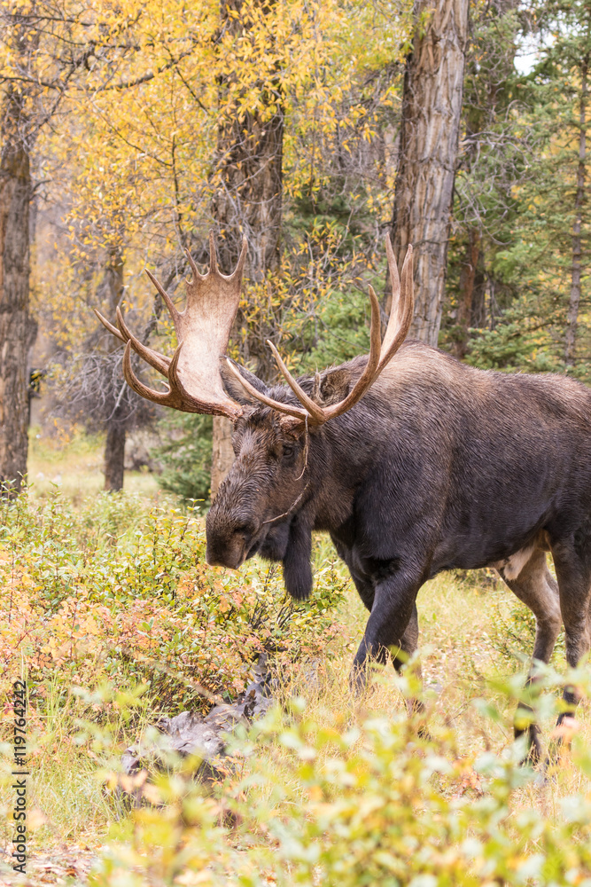Bull Moose in Autumn Bull Moose in Autumn