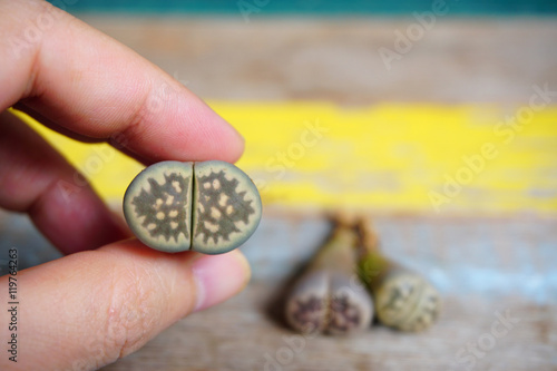 Lithops (Living stone), Cactus with bare roots before planting