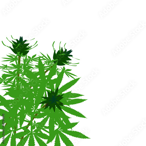 green bush of hemp