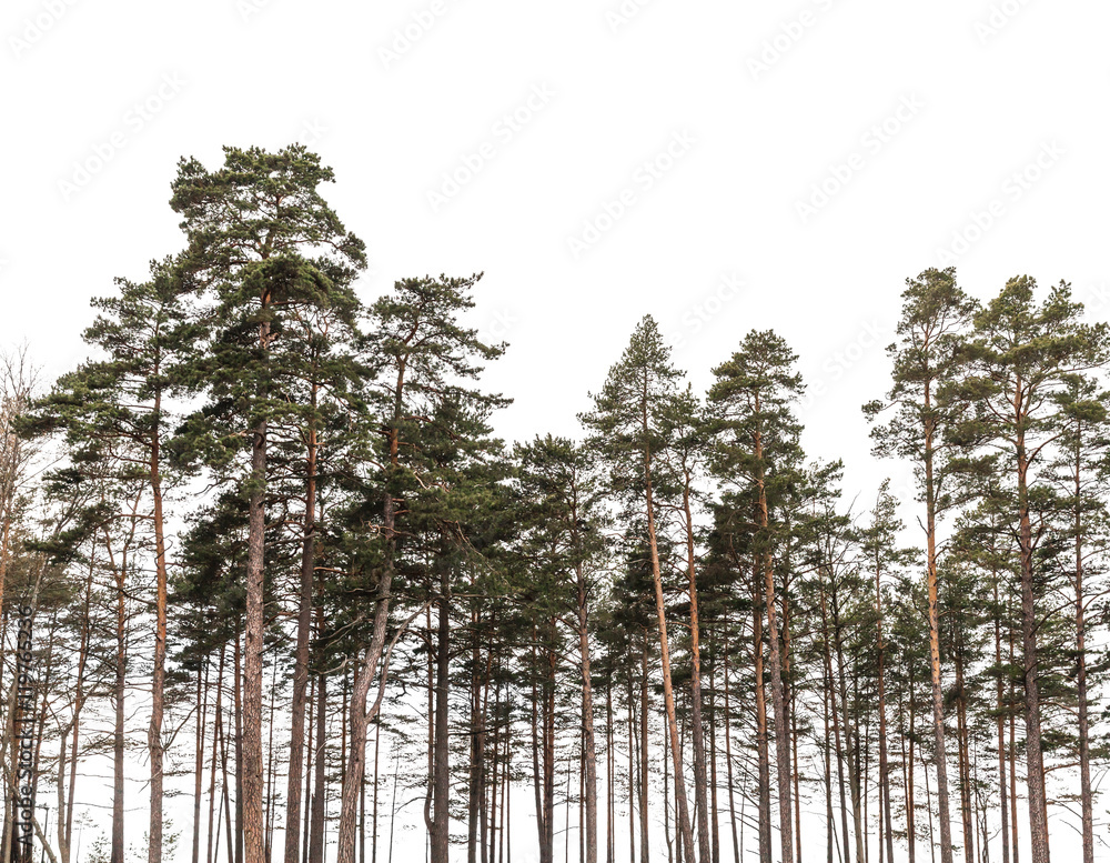 Pine trees forest isolated on white background - obrazy, fototapety, plakaty 