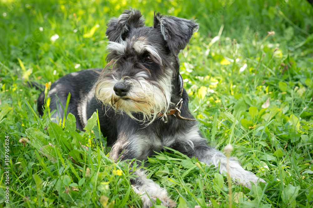 black and silver miniature schnauzer lying on the grass