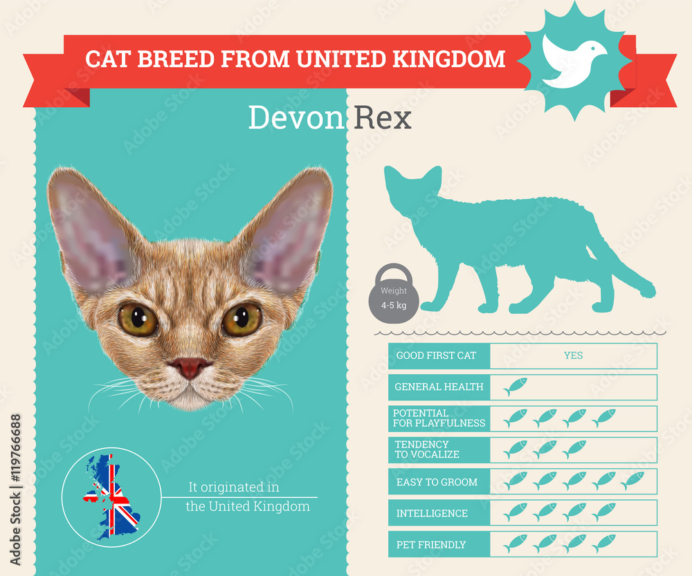 Devon Rex Cat Breed Vector Infographics Stock Vector | Adobe Stock