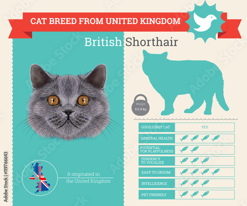 British Shorthair Cat breed vector infographics