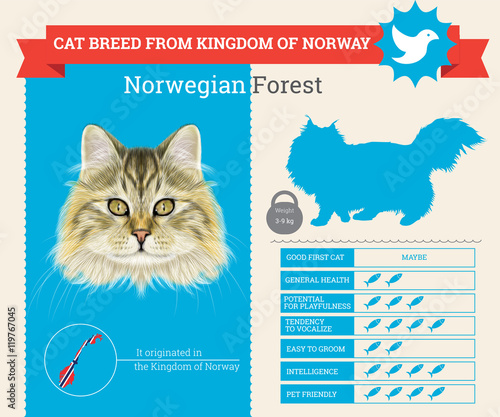 Norwegian Forest Cat breed vector infographics
