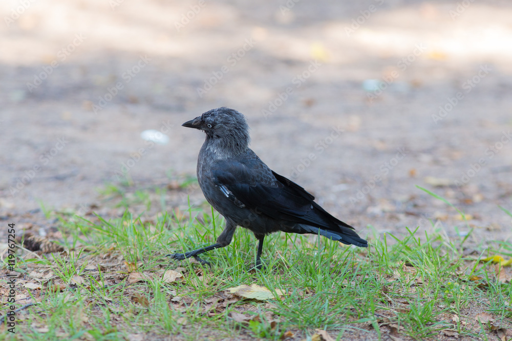 Fototapeta premium jackdaw walking on the grass