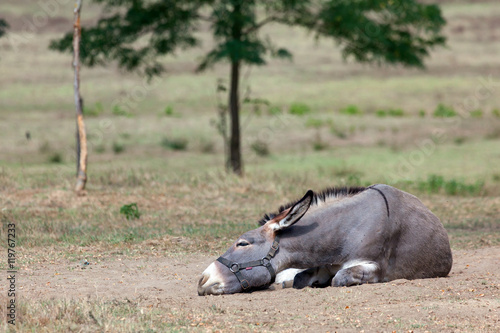 Obraz na płótnie Donkey lies on the meadow