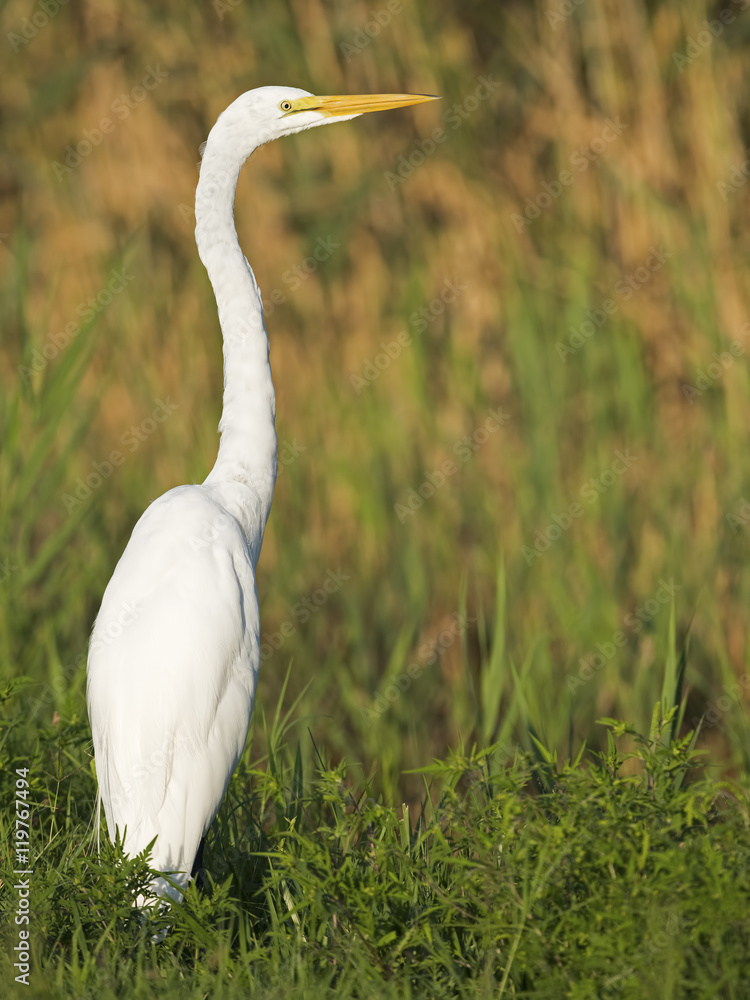 Fototapeta premium Great Egret