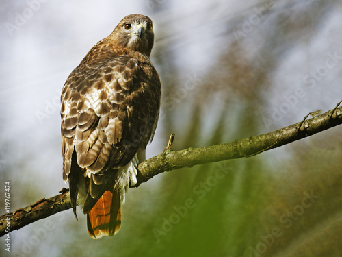 Tableau sur toile Red-tailed Hawk