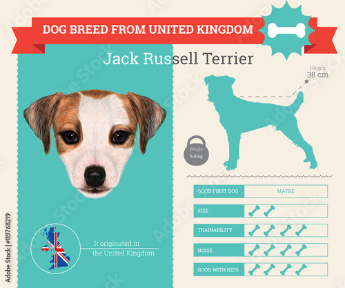 Jack Russell Terrier dog breed vector infographics
