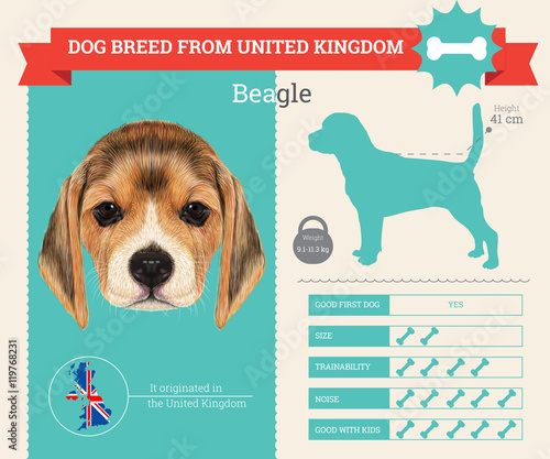 Beagle dog breed vector infographics