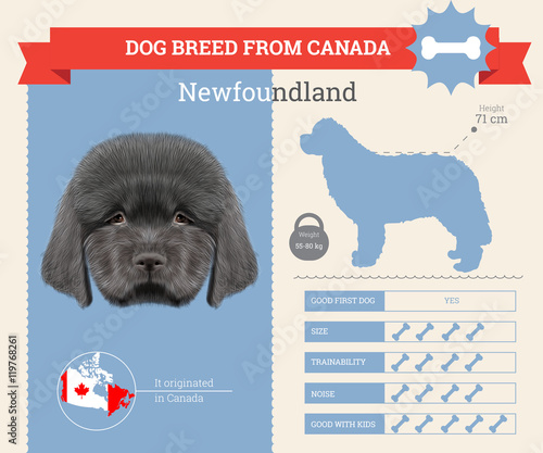 Newfoundland dog breed vector infographics