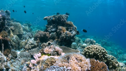 Wallpaper Mural Coral reef in Philippines with plenty fish. Healthy, colorful corals and great visibility. Apo Reef is between Mindoro and Busuanga. 4k footage Torontodigital.ca