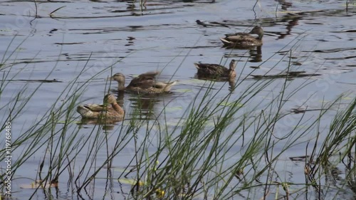 Ducks swim in a pon photo