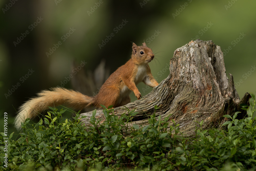 Naklejka premium Red Squirrel looking for food on a tree stump with a green background.