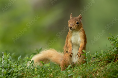 Red Squirrel standing up looking around in green foliage with a green background. © L Galbraith