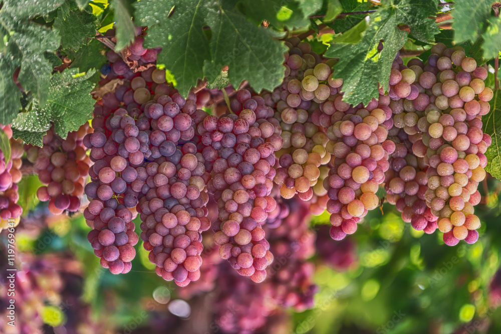 Grapes in Crete, Greece