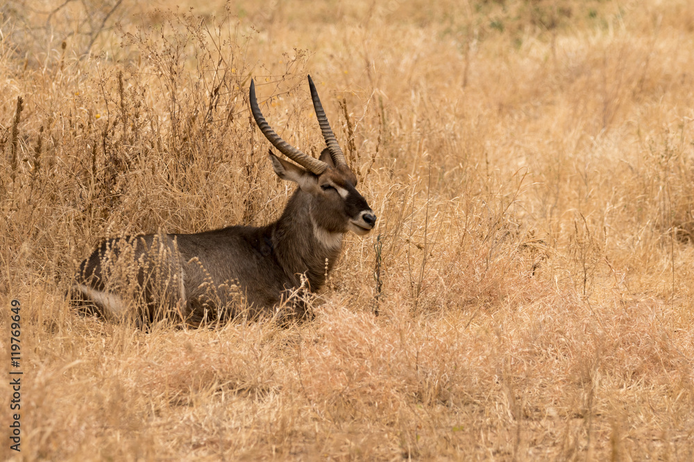 Waterbuck lying in grassland taken in Tanzania. Waterbuck lying in grassland taken in Tanzania.