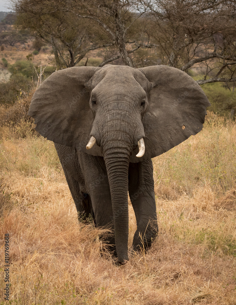 Fototapeta premium Large bull Elephant close up with African savanna grasslands in the background.