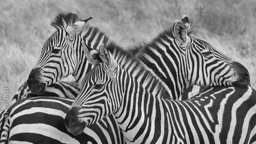 Three zebra on lookout in black and white. Taken in Tanzania.