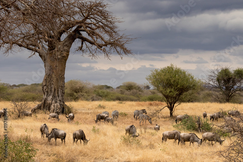 View of Tanzania savanna with a herd of wildebeest and zebra grazing