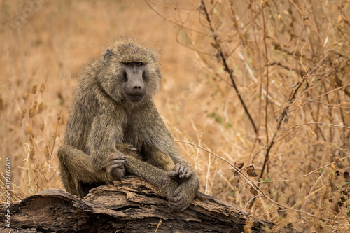 Baboon sitting on a log with dry grassland in the background.
