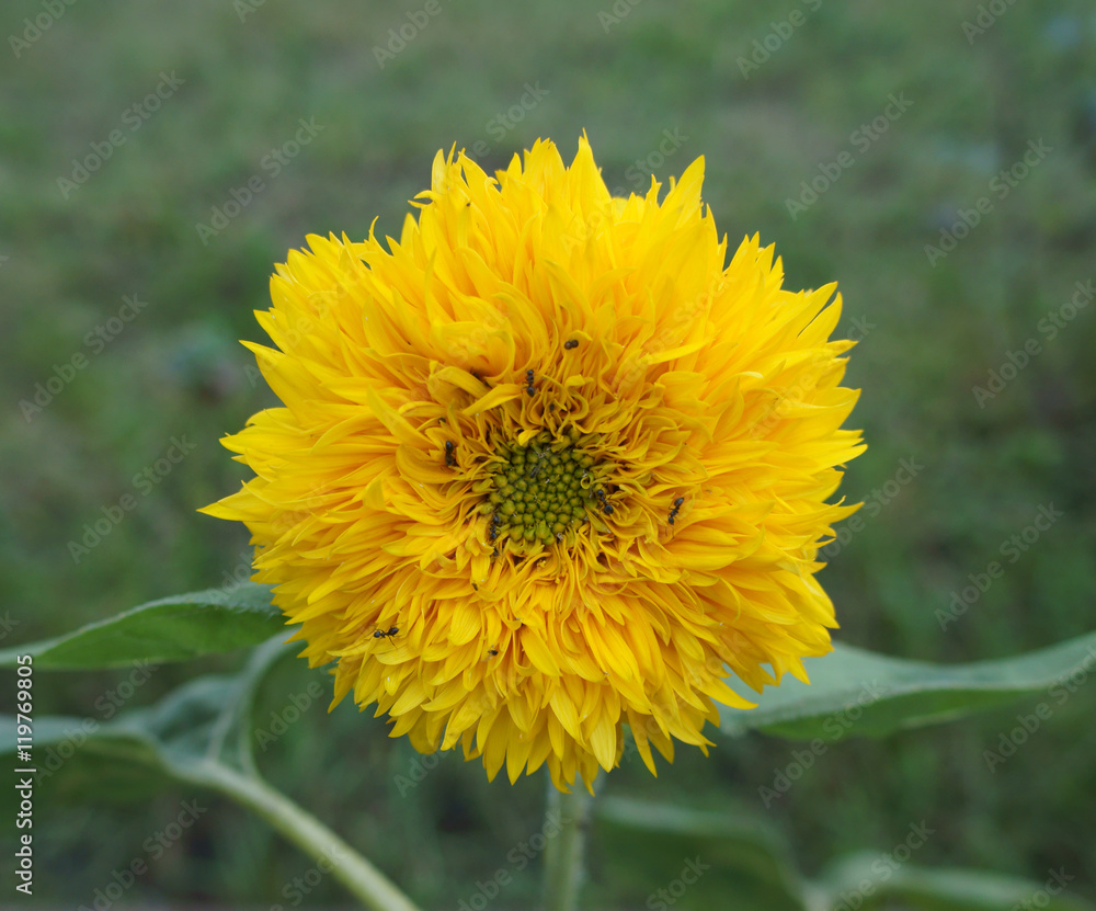 One yellow sunflower 'Teddy bear' with ants One yellow sunflower 'Teddy bear' with ants