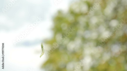 Caterpillar dangling from a tree by a single silk thread. Insect grub spinning a cocoon and blowing and twisting in the wind. Slow motion. photo