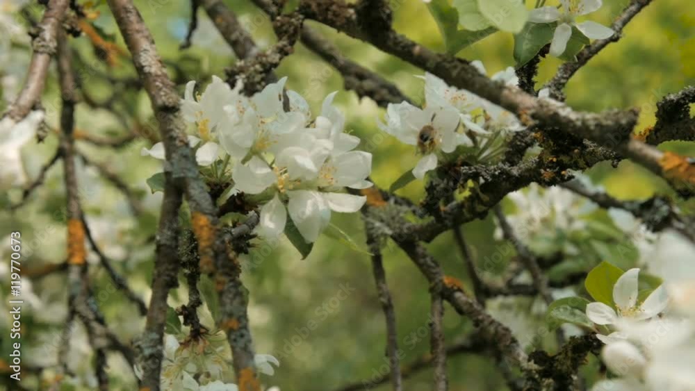 Bee collects honey on an apple tree blossom. Slow motion.
