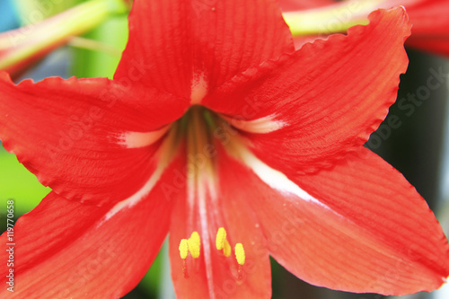 Blooming red amaryllis in the summer garden