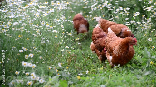 Hens eating grass in nature